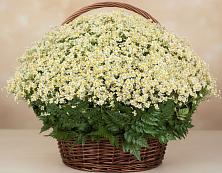 Цветочная композиция из Ромашки в корзине #REPLACE_PRED# Васькино