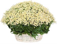 Цветочная композиция из Ромашки в корзине #REPLACE_PRED# Васькино